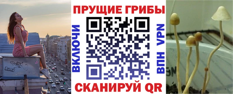 Галлюциногенные грибы Psilocybe  купить   Элиста 